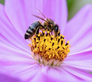 Flowers 'hear' bee sounds and make sweeter nectar in response