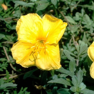 Flowers Sweeten Up When They Sense Bees Buzzing